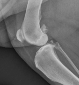 Figure 1. Radiograph of a normal canine stifle (knee joint) with no arthritis.