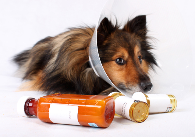 dog prescription medications