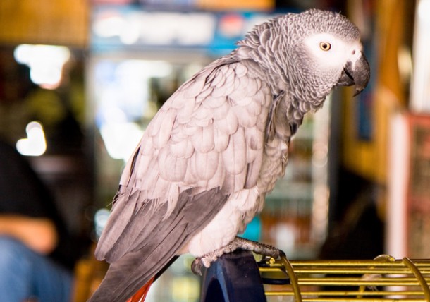 Owning a Parrot | Texas Pet Owners 