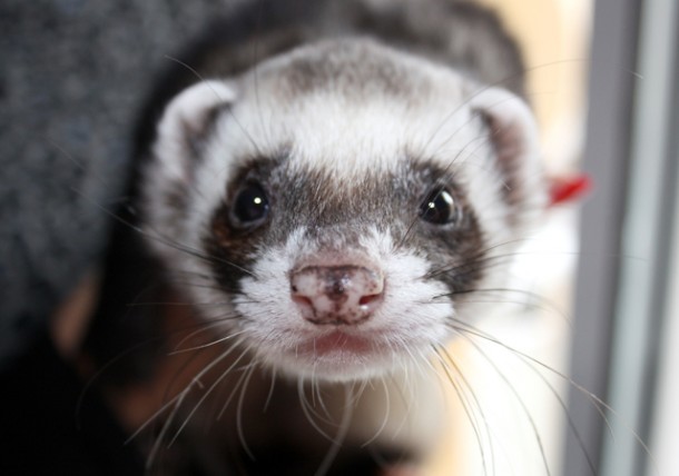 Owning a Ferret | Texas Pet Owner's Guide TexVetPets
