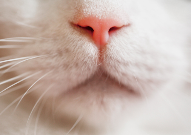cat pictures of inflamed lips