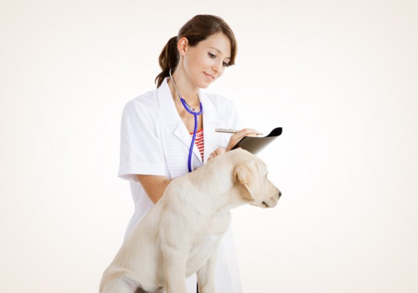 how long should a dog fast before blood work