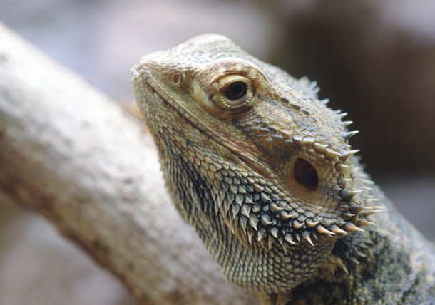 The Language of the Bearded Dragon's Beard