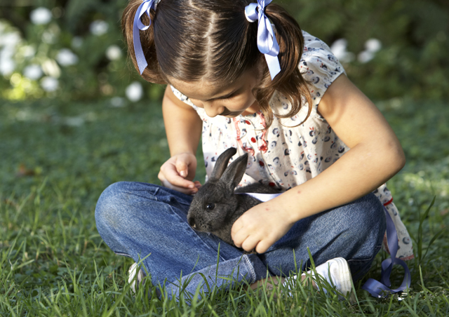 Owning A Rabbit Here What You Should Know Texvetpets
