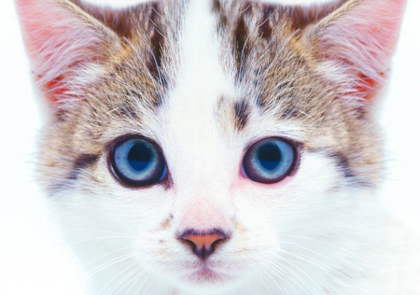 Feline Herpesvirus Feline Inflammatory Conditions Texvetpets