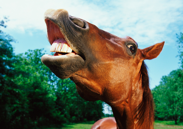 [Image: equine-15-saunders-dentistry-feature-image-01.jpg]