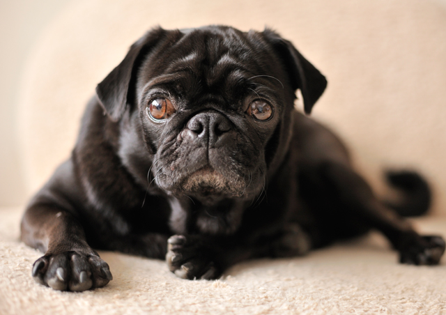 how to treat gastritis in dogs