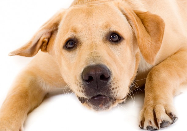 does anemia cause weight loss in dogs