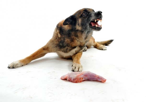 german shepherd food aggression