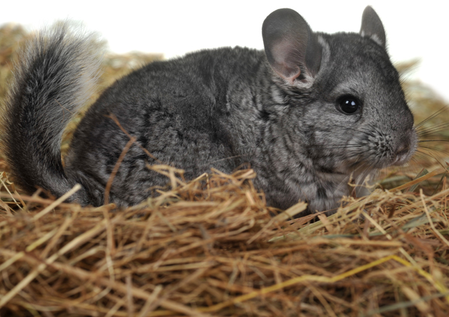 places that sell chinchillas