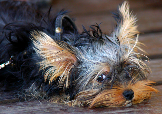 Everything You Need to Know About Pneumonia | Texas Pet Health TexVetPets