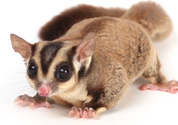 Everything You Need to Know about Sugar Gliders TexVetPets