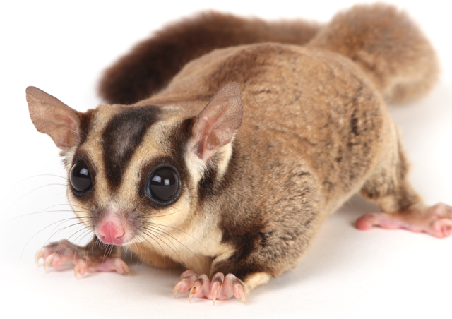 Everything You Need to Know about Sugar Gliders TexVetPets