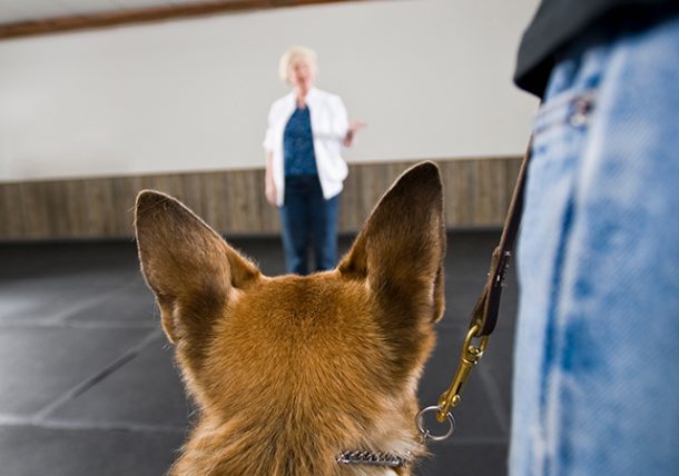 Two Ways to Help You Find the Right Dog Trainer | Behavioral Health  TexVetPets