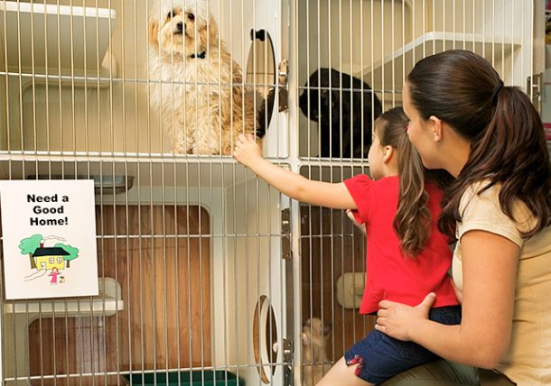 Top Three Reasons to Adopt a Shelter Dog | Tips for Dog Owners TexVetPets