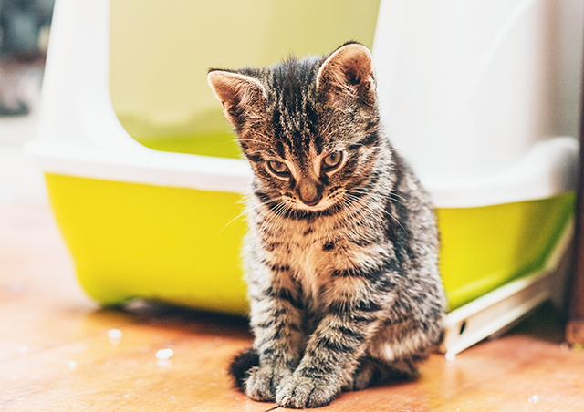 Training Your Kitten to Use the Litter Box