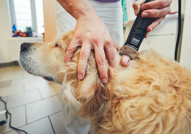 mast cell tumor dog nose