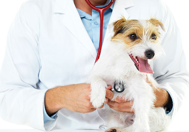 veterinary medicine for dogs