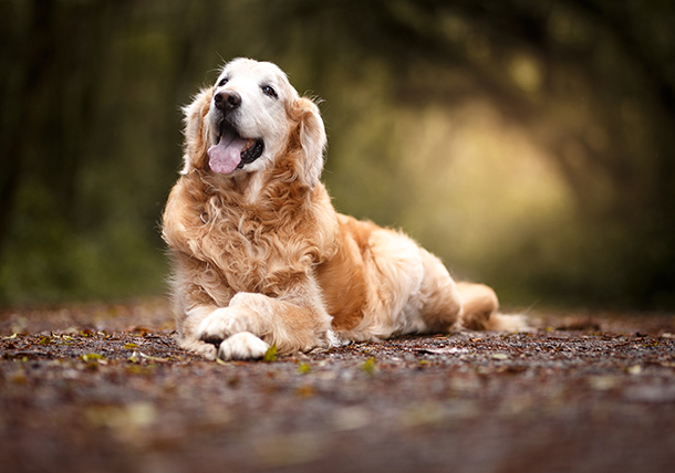 Anxiety in Senior Dogs | Signs of Aging in Dogs and Cats TexVetPets