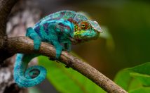 A chameleon sitting on a tree branch with beautiful colors of turquoise, green and red on its skin