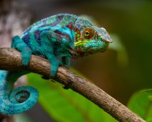 A chameleon sitting on a tree branch with beautiful colors of turquoise, green and red on its skin